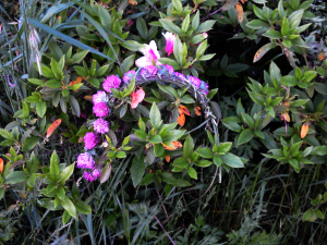 Flower Tiara